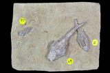 Three Crinoid Fossils (One Inadunate) - Crawfordsville, Indiana #92526-2